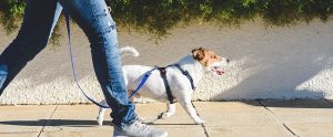 3 Summer Breaks for You and Your Dog