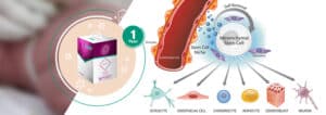 Stemcell Banking for the Baby. Lifetime storage