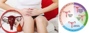 Understanding the Menstrual Cycle