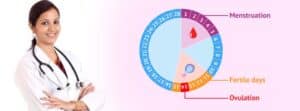 Understanding Ovulation and the Fertile Window